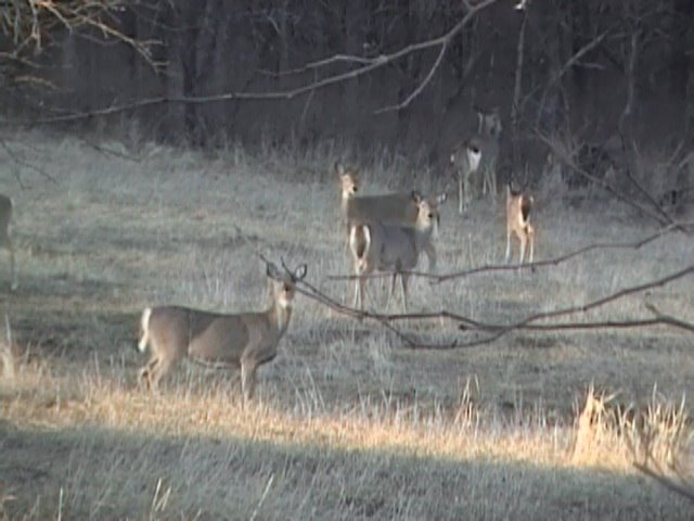Deer herd in west end of Slough Creek Park