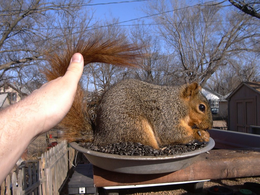 Petting a wild fox squirrel!