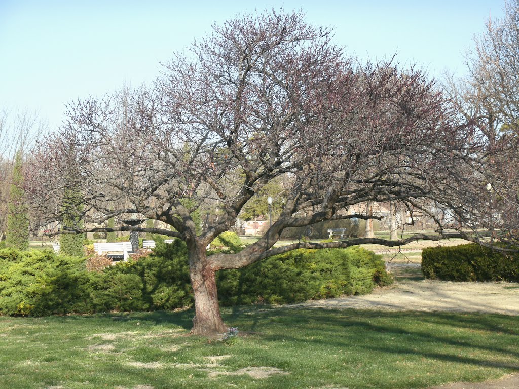 Oakdale Park Garden, Bonsai type tree, and Oakdale Park Fountain