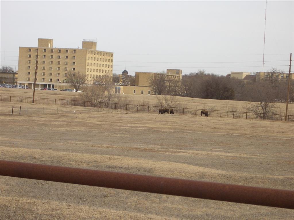 buffalo near Fort Hays State dormitories, Hays, KS