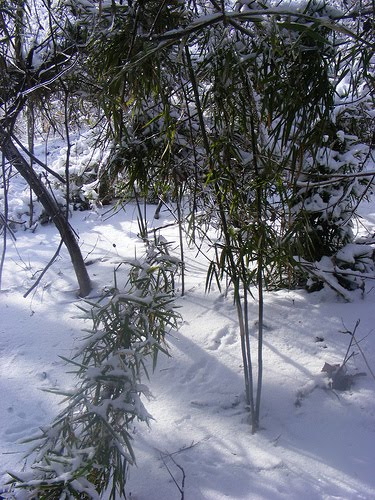 Native canebrake, not planted