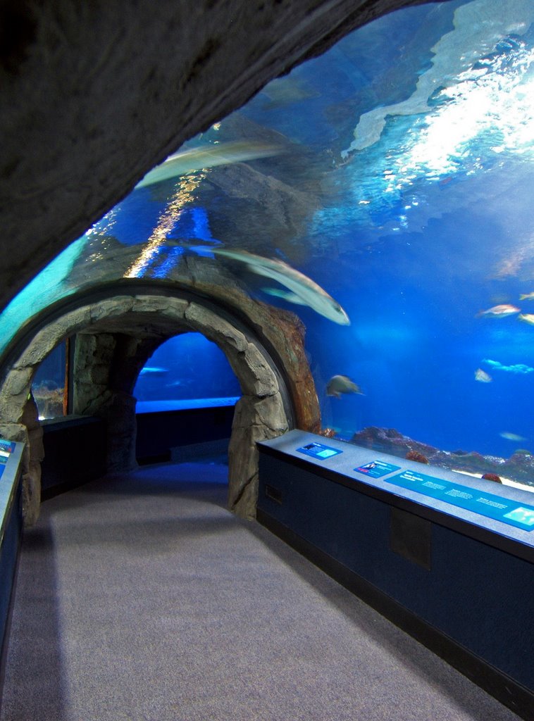 the Newports acrylic tunnels