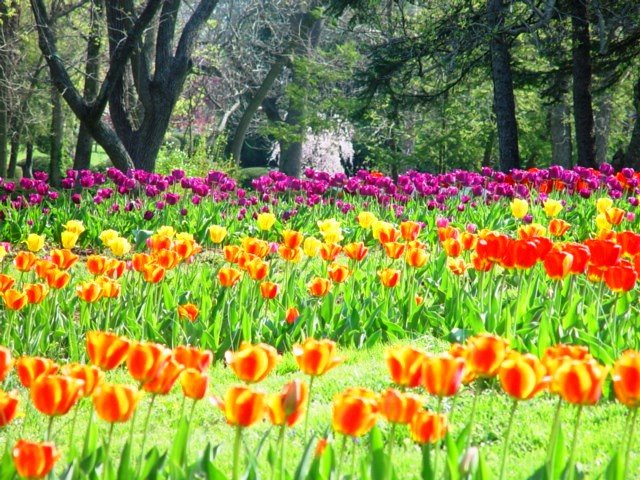 Tulips, Lexington Cemetery, April 2007