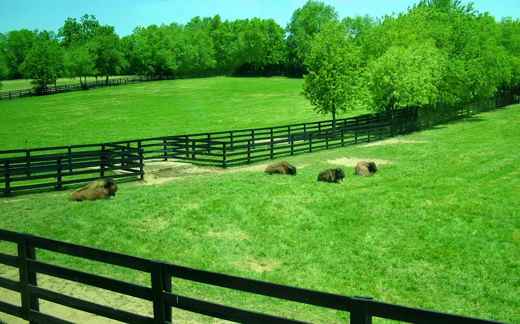 Blue grass y bisontes(Lexington)