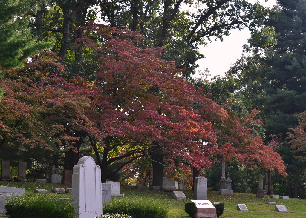 Red Tree
