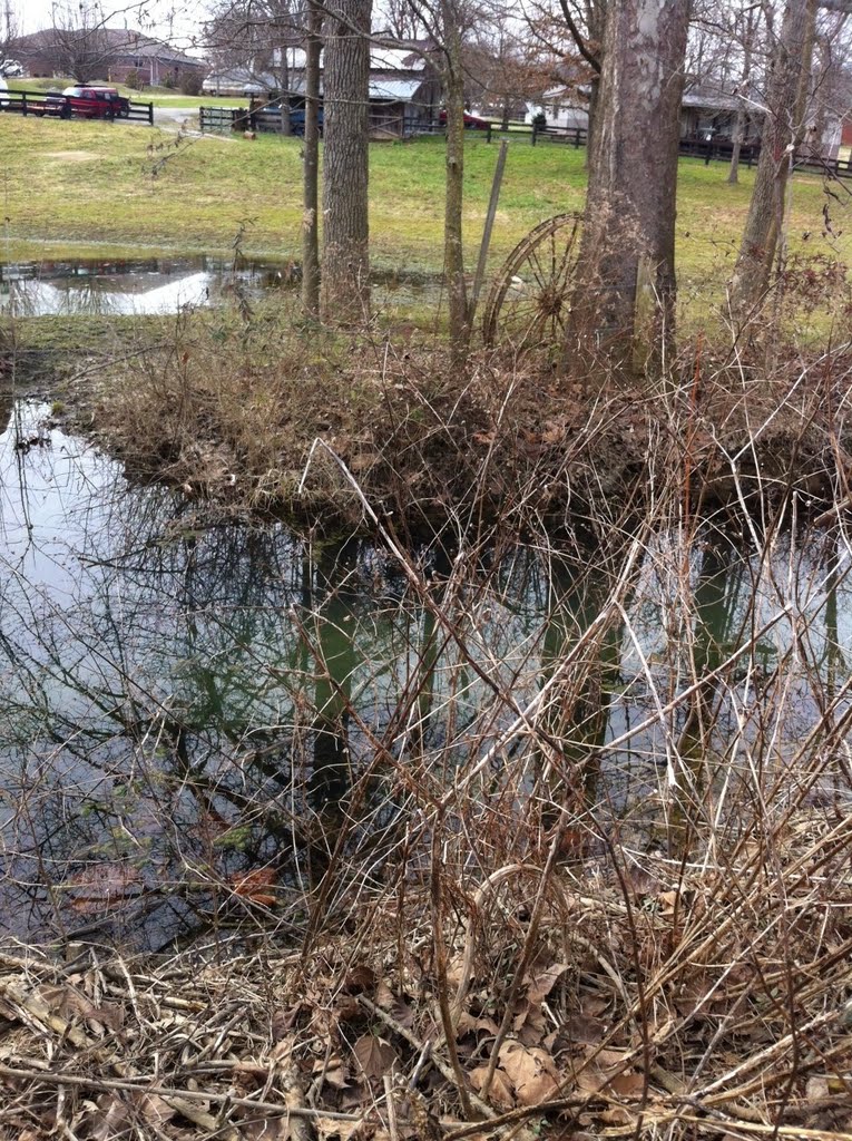 Pond