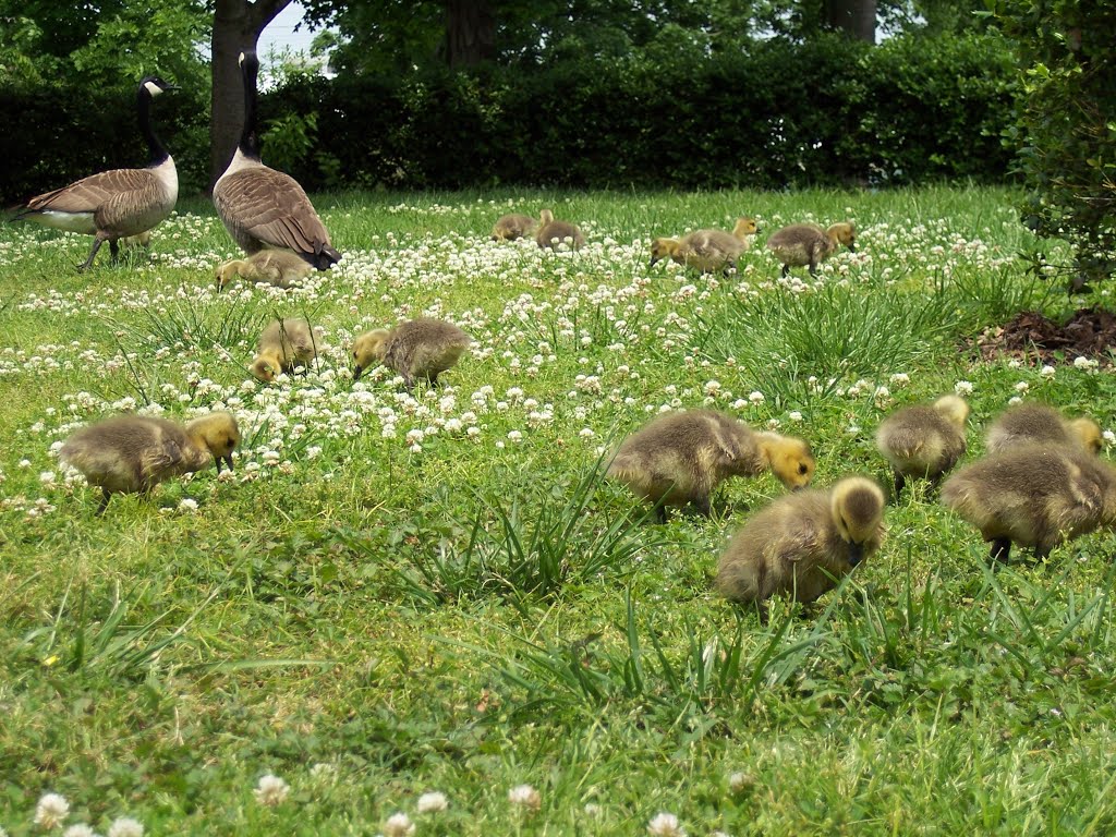 Nashville- Tenn- Canadian Geese in Centennial Park