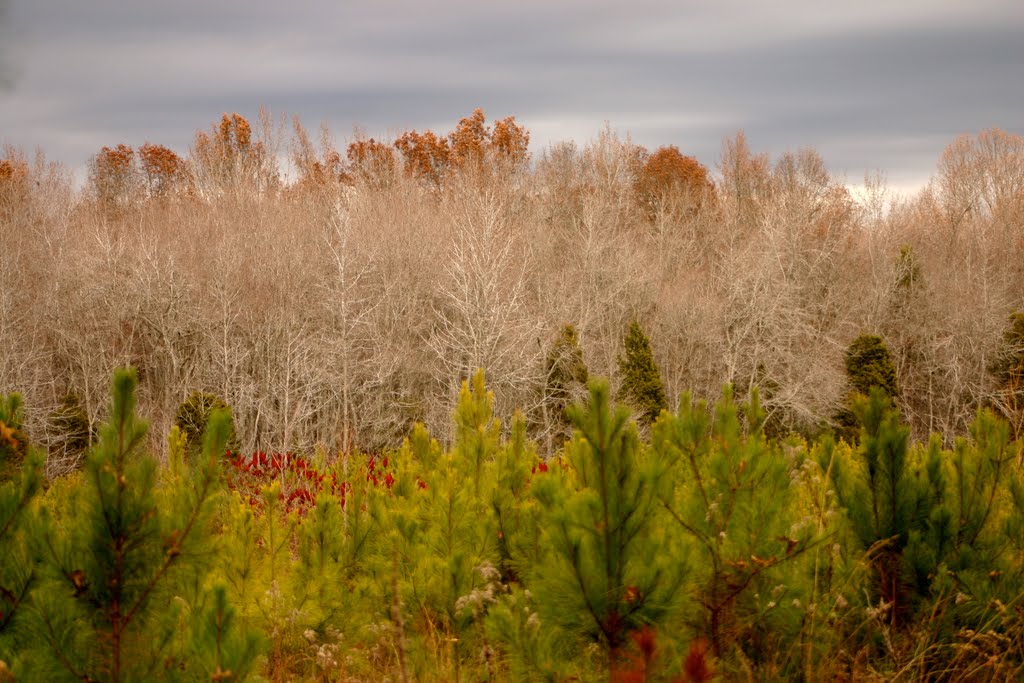 Bands of Trees