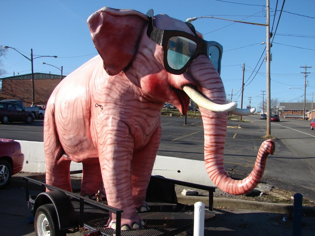 The Pink Elephant