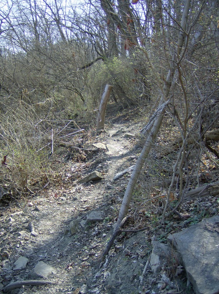 Tower Park MTB Trail