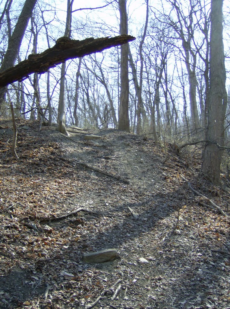 Tower Park MTB Trail