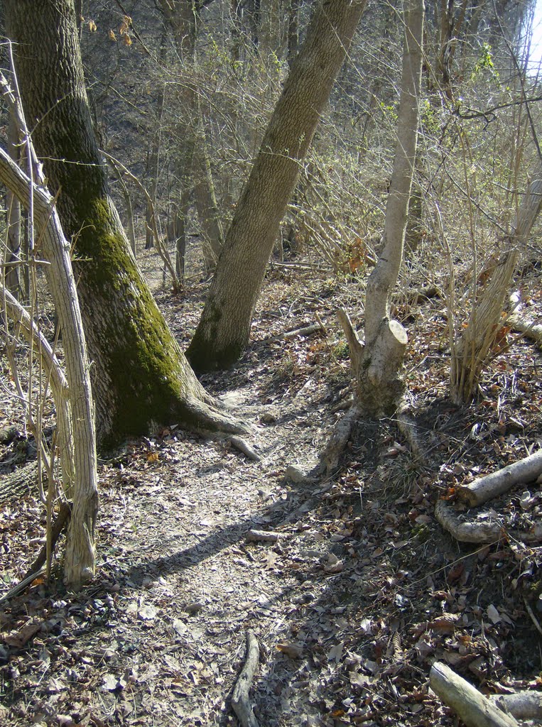Tower Park MTB Trail
