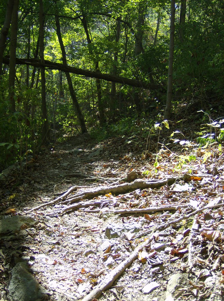 Tower Park Trail