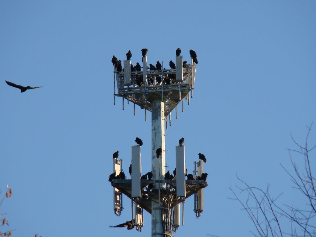 Birds roosting on cell phone tower in Fort Hill Park