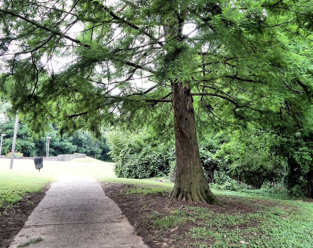 Hopkinsville Greenway & River Walk