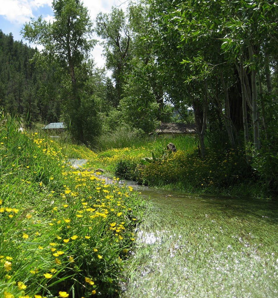 spring runoff through the long green grass