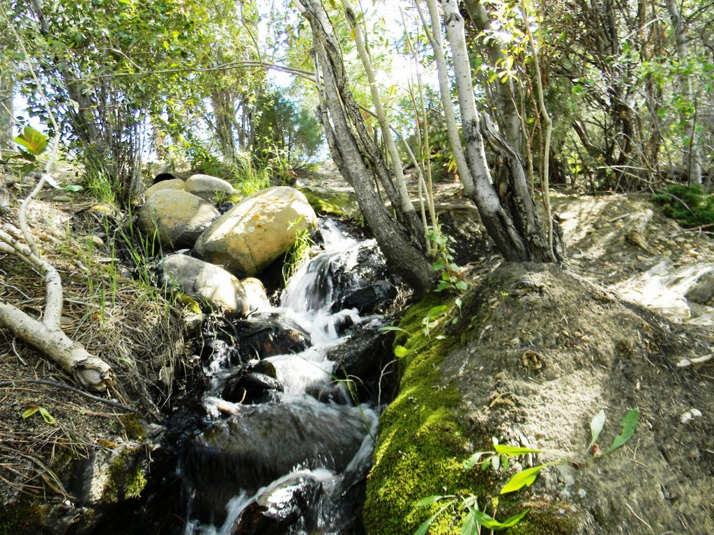 Stream above the Idaho Springs Water Wheel