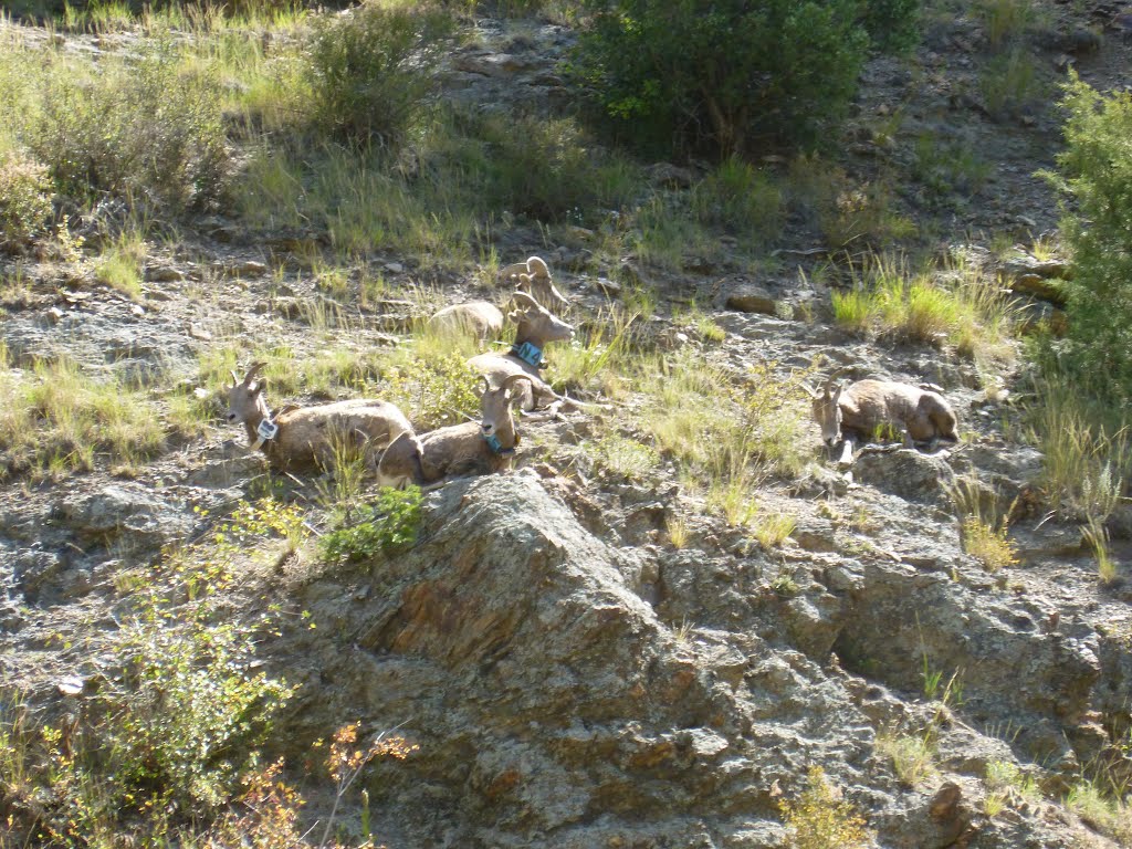 Big Horn Sheep soaking up some sun