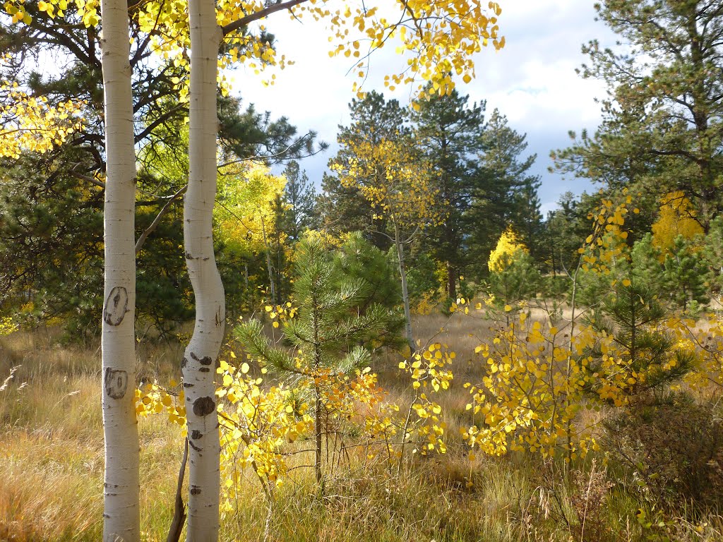 Fall Colors
