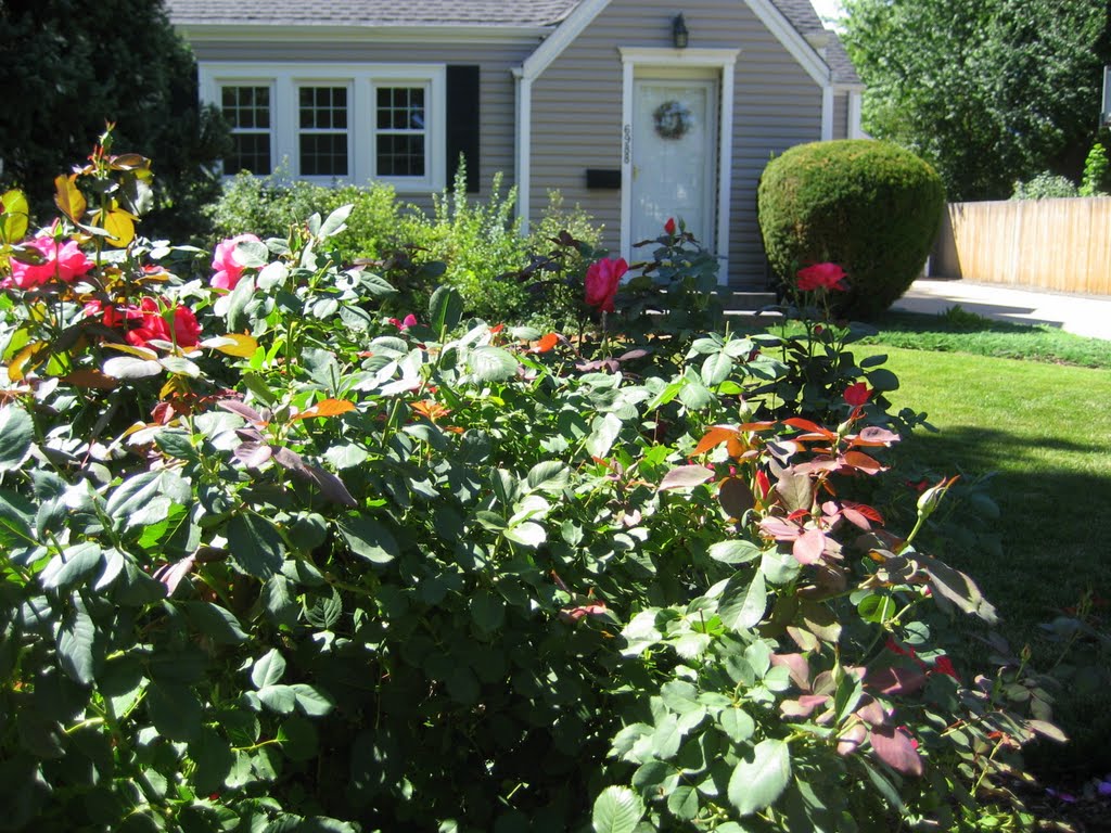 summer foliage