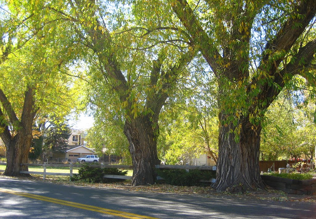 3 old cottonwood giants