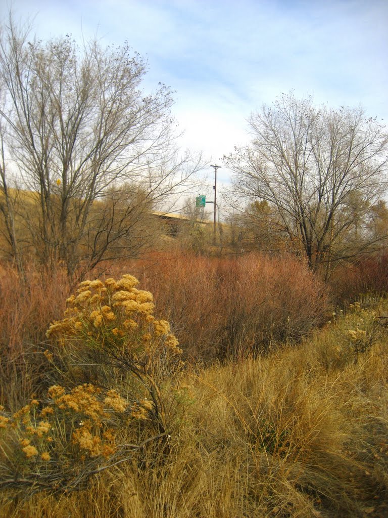 native foliage on the creek
