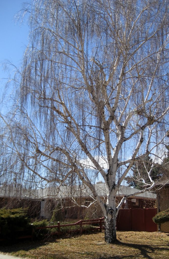 winter weeping