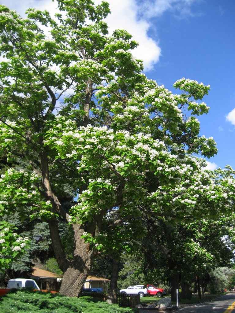 tree city USA   - magnificent Catalpa