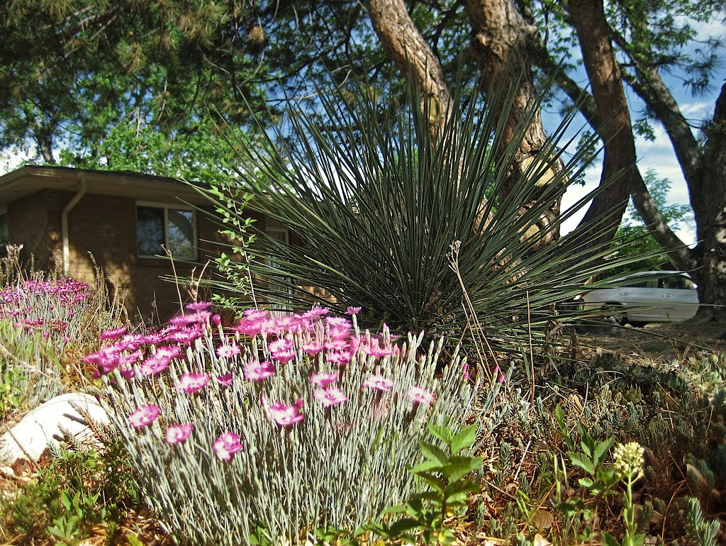Spring in Wheat Ridge