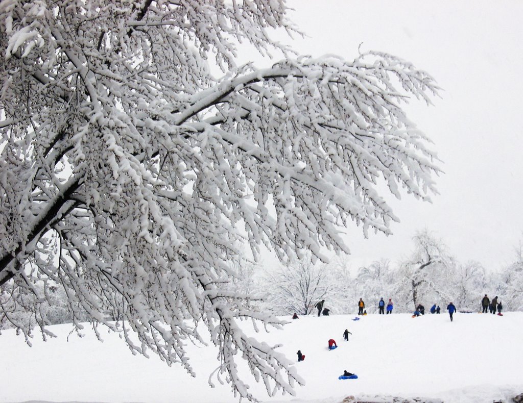Sledding