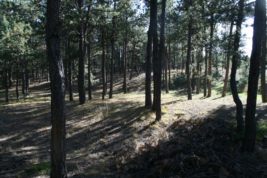 Black Forest CO