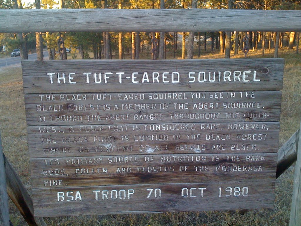 Black Forest, Colorado - Tuft-Eared Squirrel