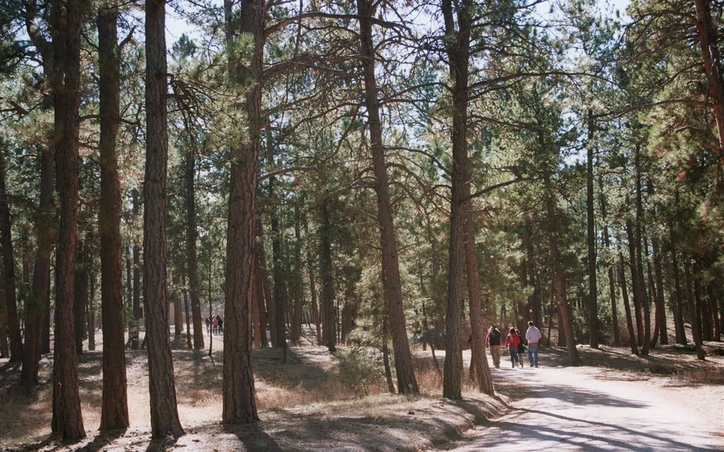 Walking through the Black Forest