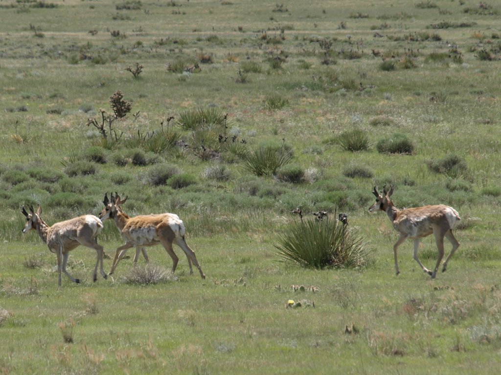 Pronghorns