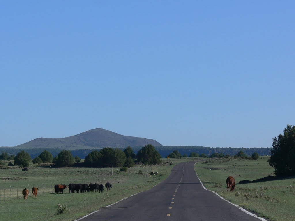 Open range, New Mexico
