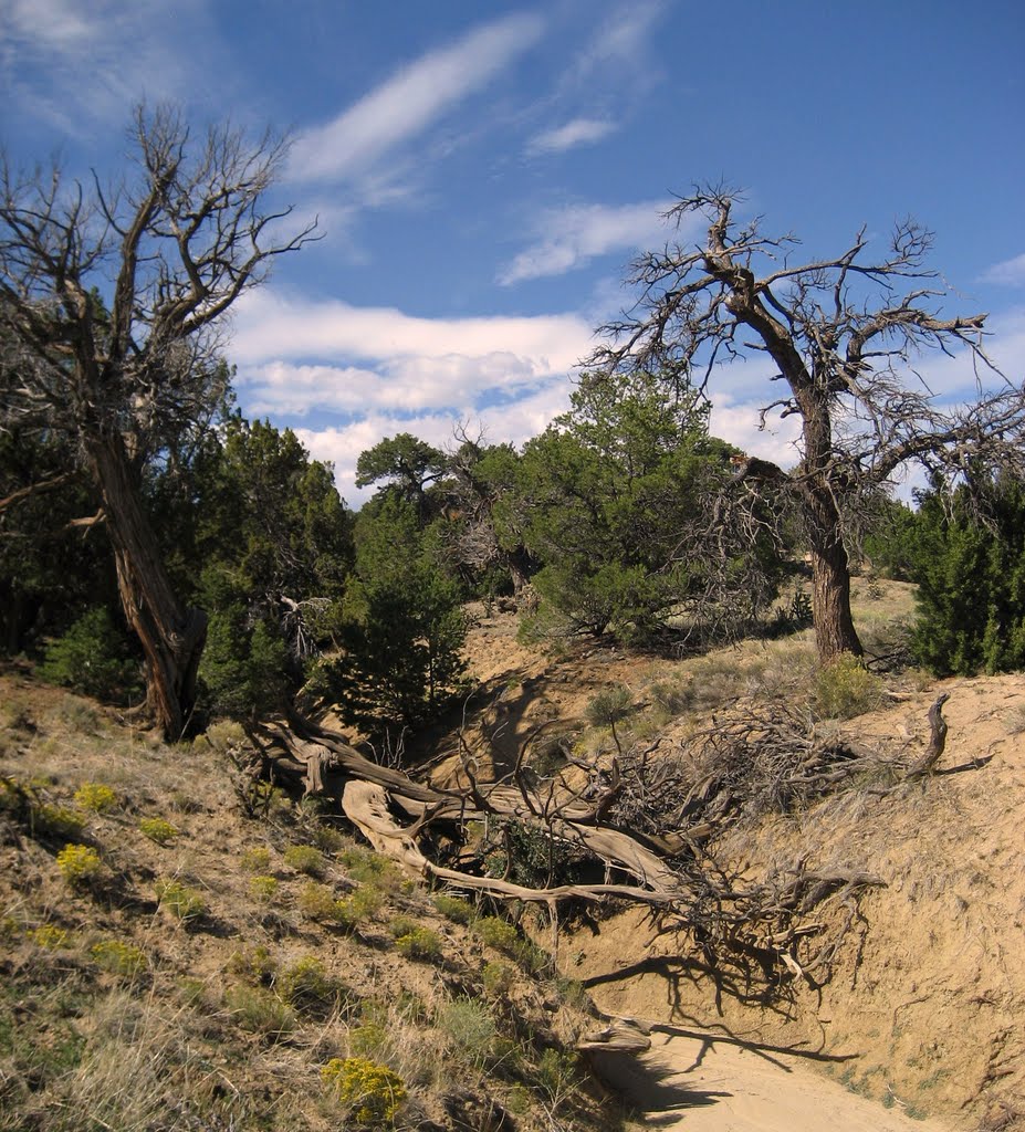 arroyo near Alamo Colorado