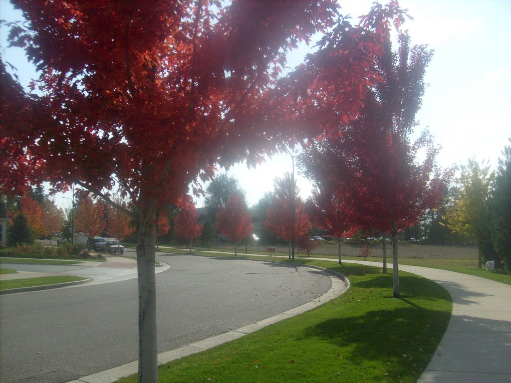 Otoño en Colorado