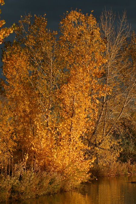 Aspen at Kountze Lake