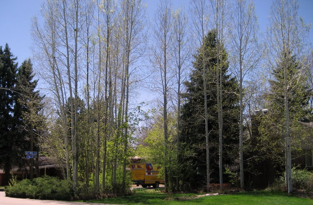 thriving aspen