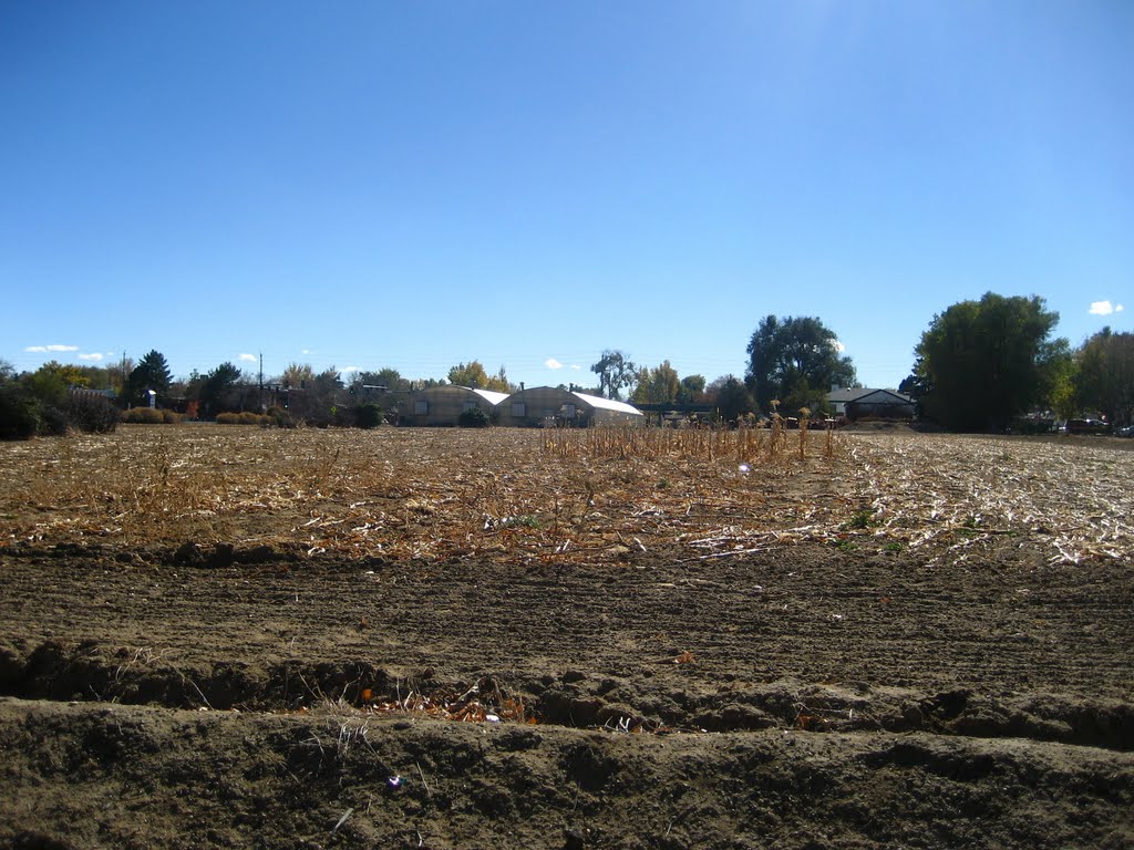 a suburban farm in Wheat Ridge