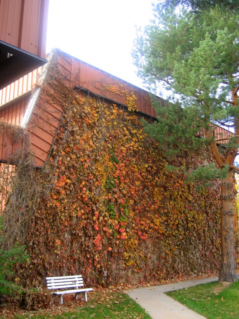 the vines