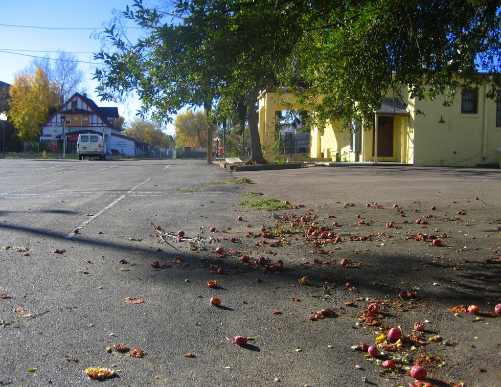 fallen apples