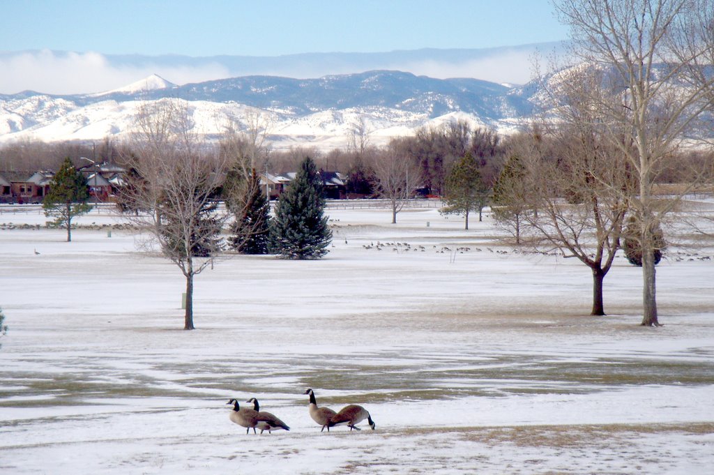 Longmont