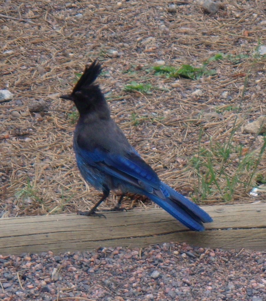 Blue bird in Colorado - Stellers Jay - Bóbitás szajkó