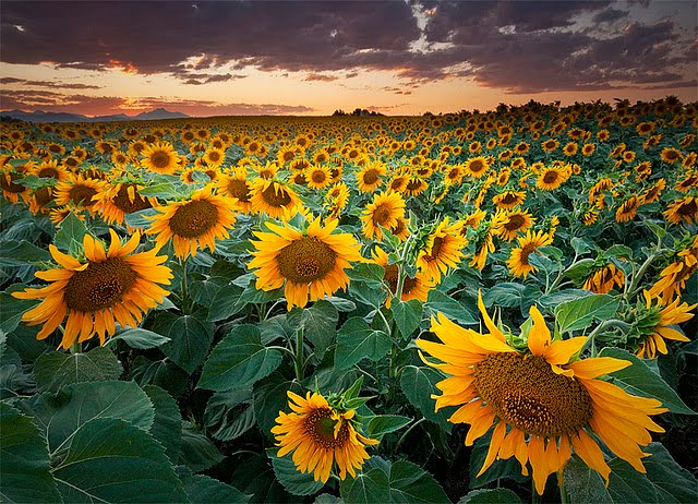 Sunset Sunflower Field in Longmont, Colorado