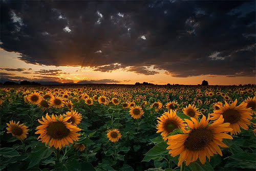 Sunflower Field - Longmont, Colorado