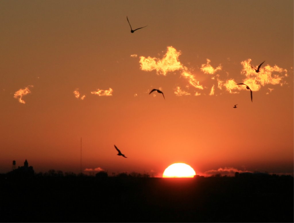 Sunrise and gulls