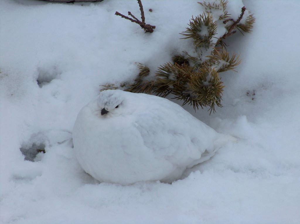 Ptarmigan in winter plumage, Longs Peak, Rocky Mountain National Park, Colorado