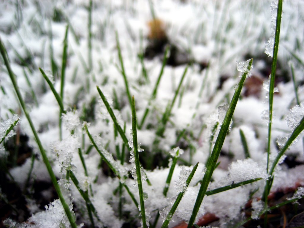 White Covering