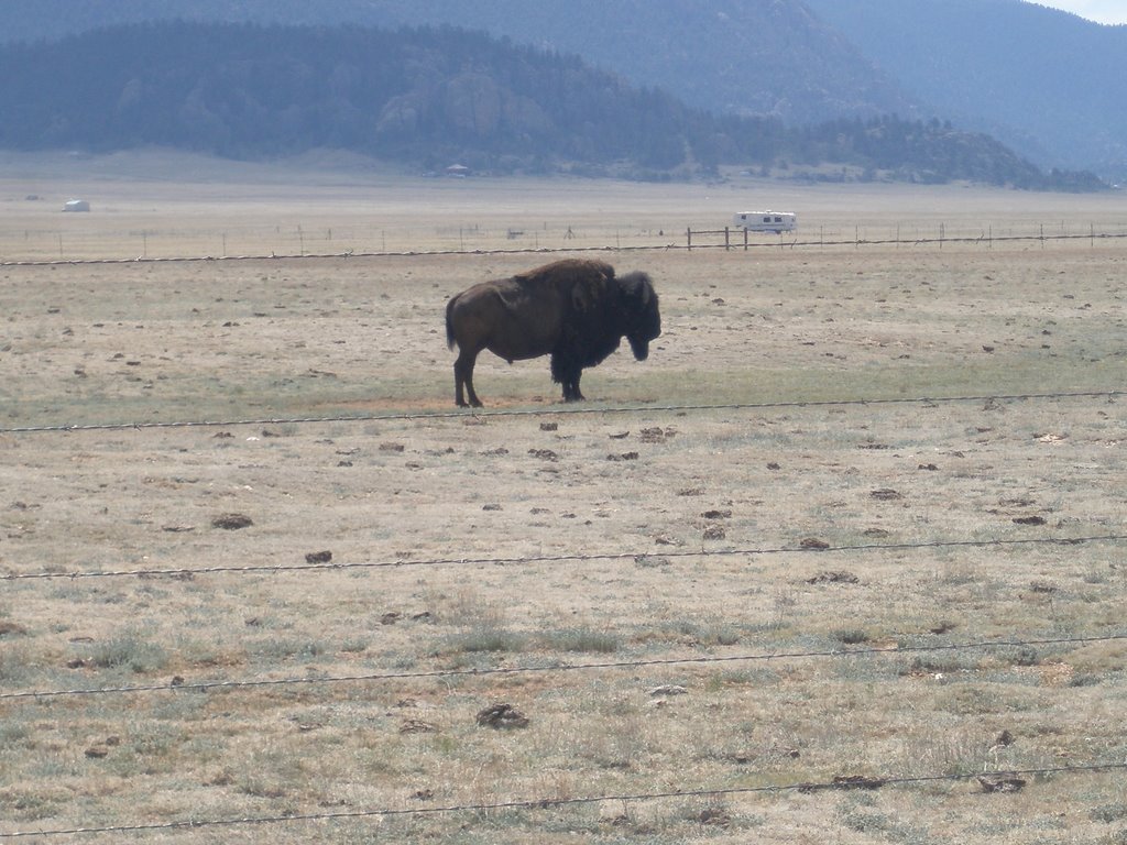 Eleven Mile Bison